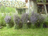 03ab3787-lavanda buseni.JPG